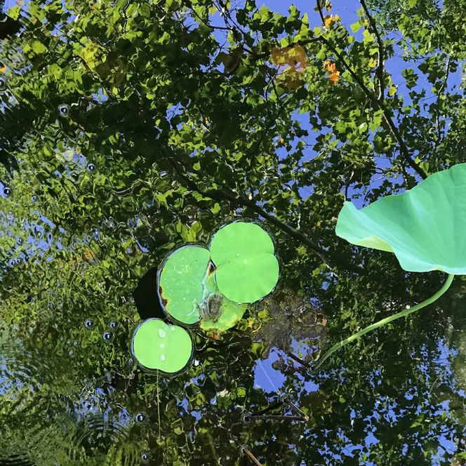 Summer Pond Reflection